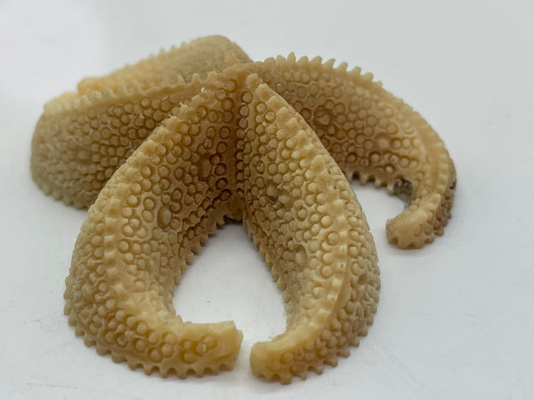 Starfish Tagus Nut carving
