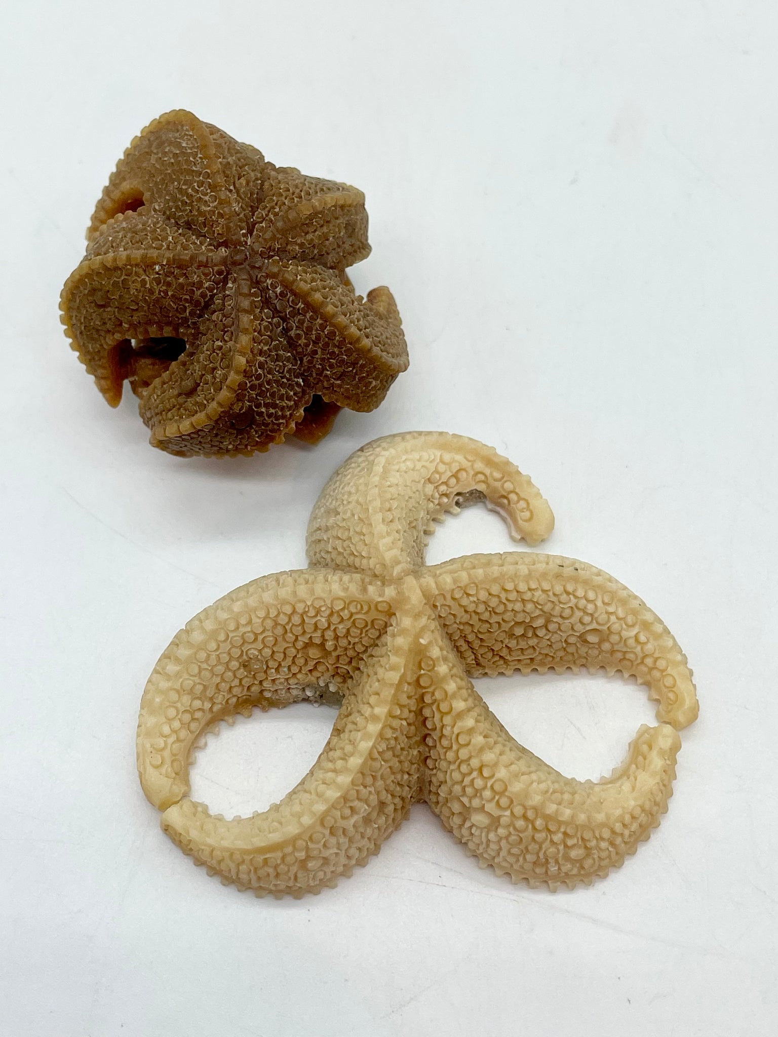 Starfish Tagua Nut carving